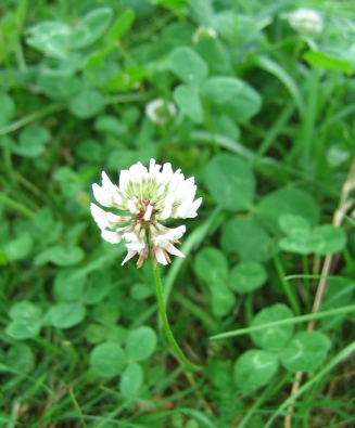 קובץ:Trifolium-repens.jpg