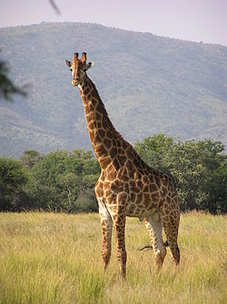 קובץ:Girafa.jpg