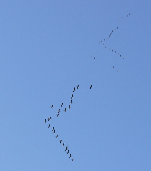 קובץ:Grus grus flocks.jpg