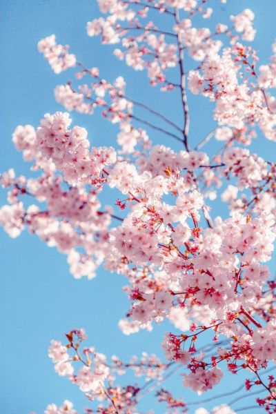 קובץ:Tree.jpg