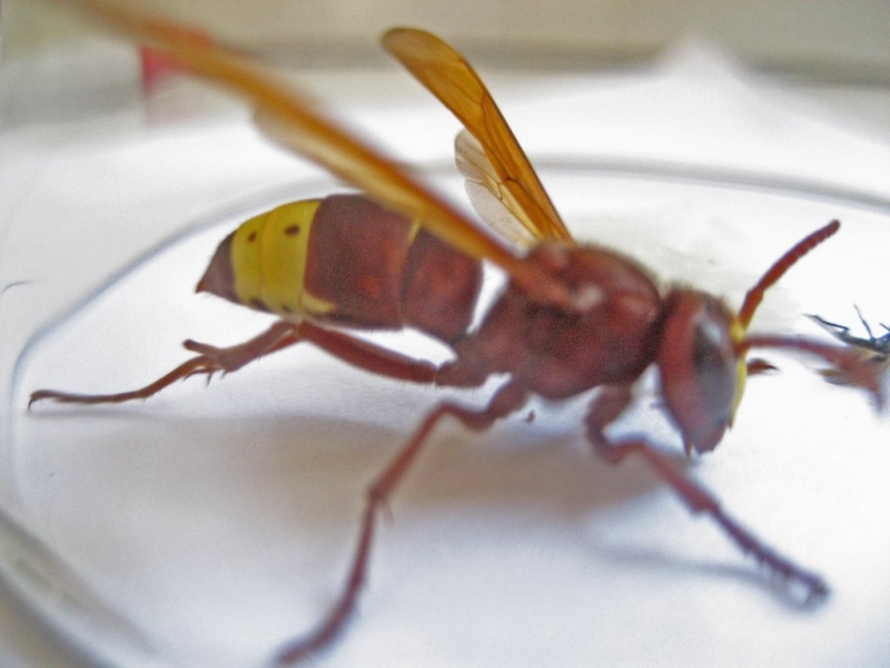 קובץ:Oriental Wasp 1.jpg