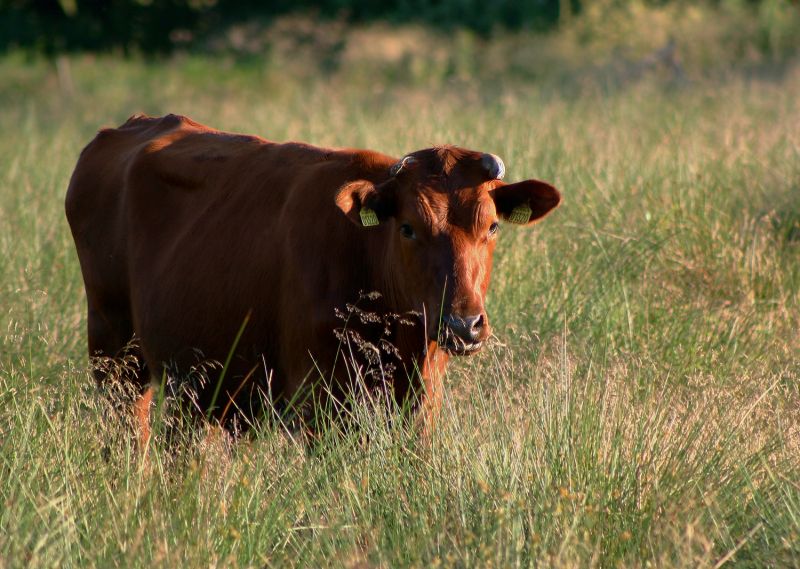 קובץ:Red Cow.jpg