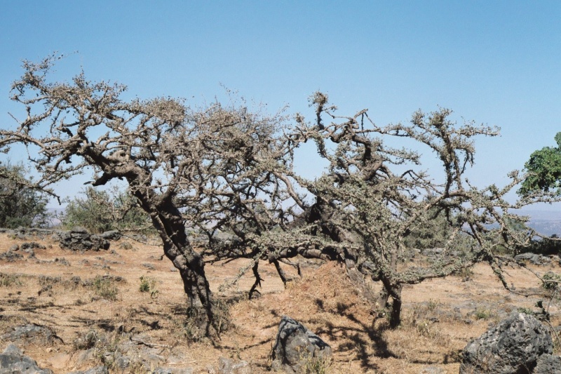 קובץ:Oman Dhofar Frankincense.jpg