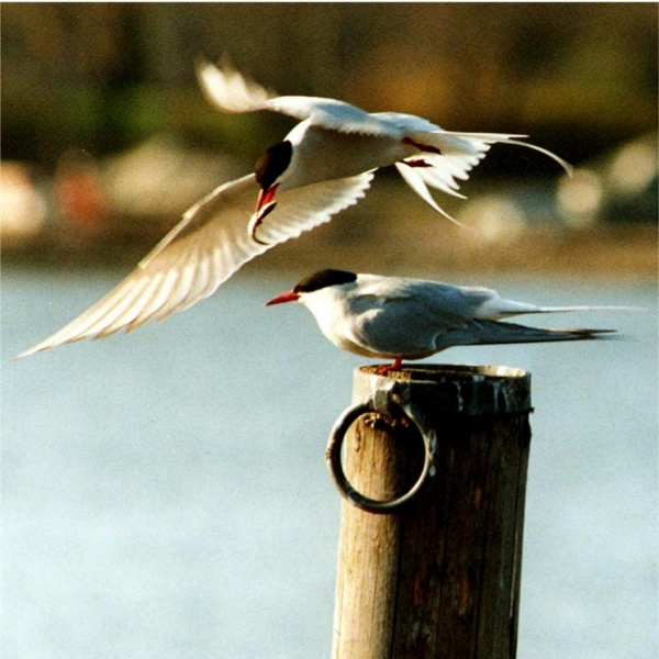 קובץ:Arctic terns.jpg