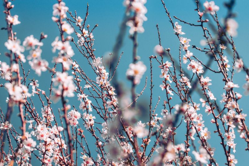 קובץ:Almond.jpg