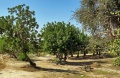 תמונה ממוזערת לגרסה מ־16:46, 21 בדצמבר 2008