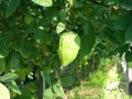 תמונה ממוזערת לגרסה מ־11:02, 12 באוקטובר 2008
