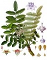 תמונה ממוזערת לגרסה מ־08:45, 13 בנובמבר 2008