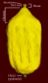 תמונה ממוזערת לגרסה מ־10:54, 12 באוקטובר 2008